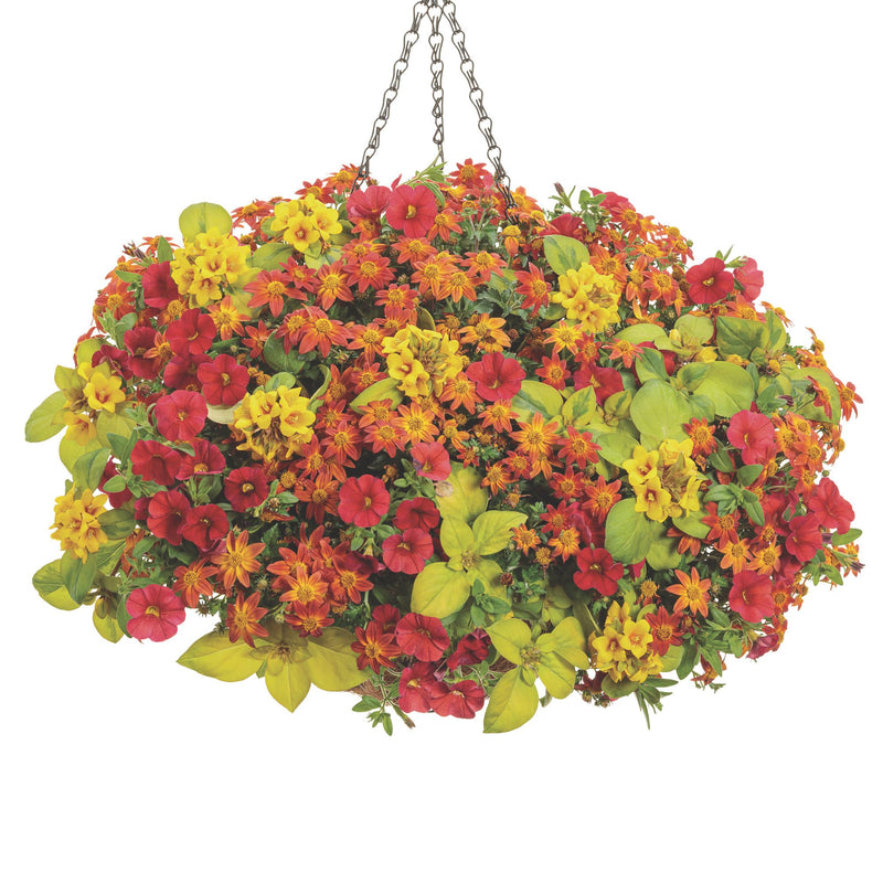Superbells® Red Calibrachoa
