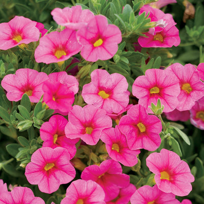 Superbells Pink Calibrachoa up close.