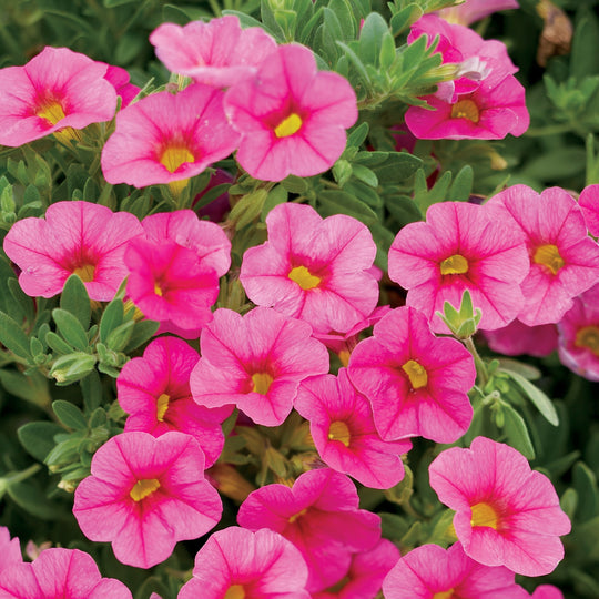 Superbells® Pink Calibrachoa