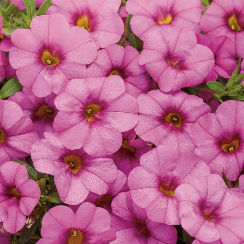 Superbells Pink Superbells Pink Calibrachoa up close.