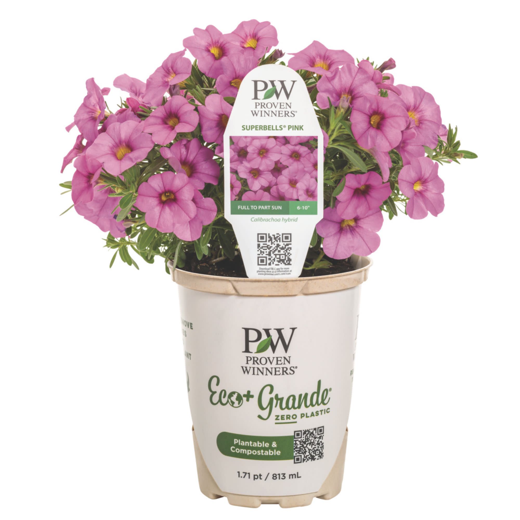 Calibrachoa | Superbells® Pink | Proven Winners® Annuals – Proven