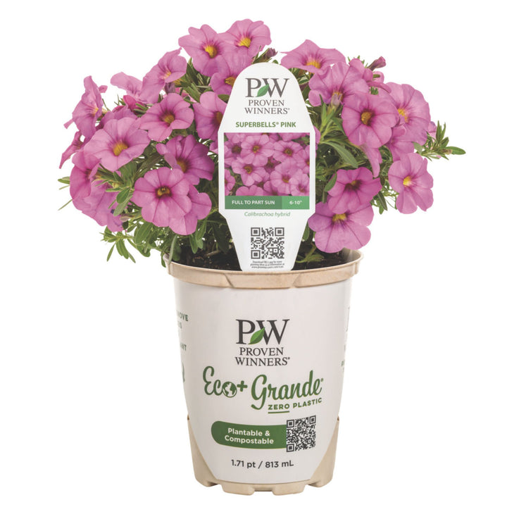 Superbells® Pink Calibrachoa