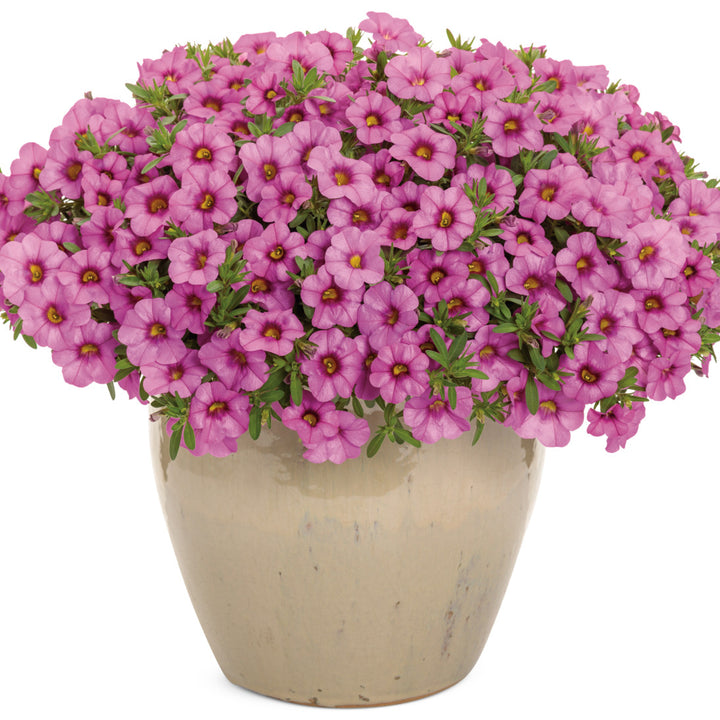 Calibrachoa | Superbells® Pink | Proven Winners® Annuals – Proven