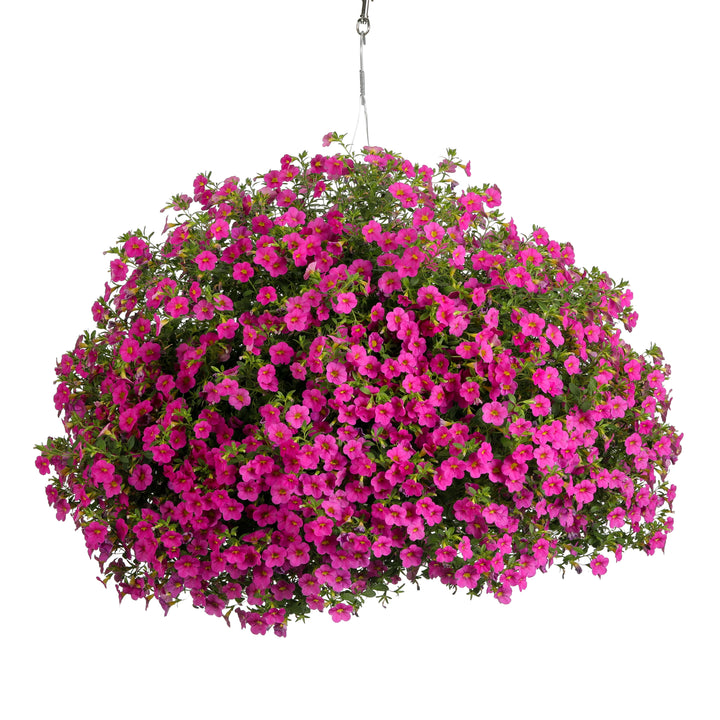 Calibrachoa | Superbells® Pink | Proven Winners® Annuals – Proven