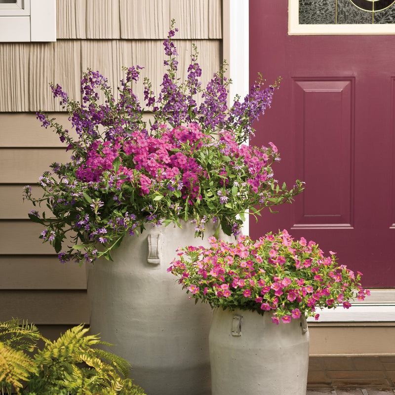 Superbells Pink Calibrachoa in use.