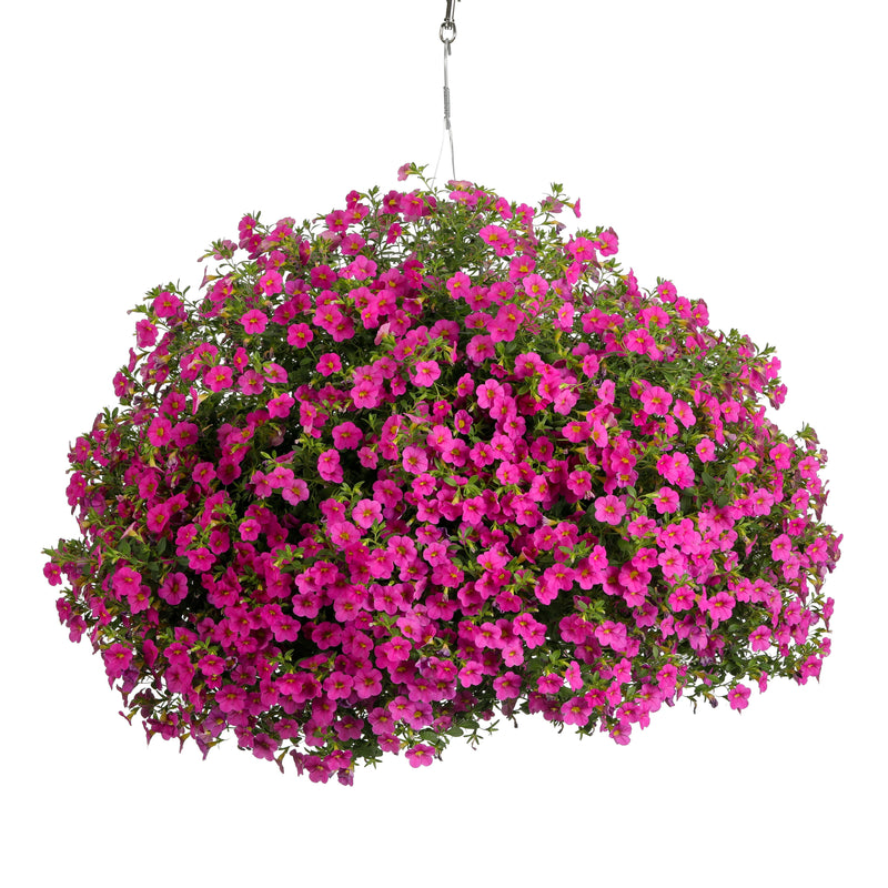 Superbells Pink Calibrachoa in container.