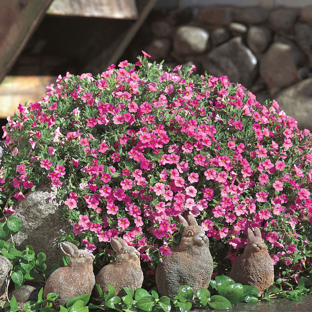 calibrachoa hanging plant Calibrachoa | Superbells Pink
