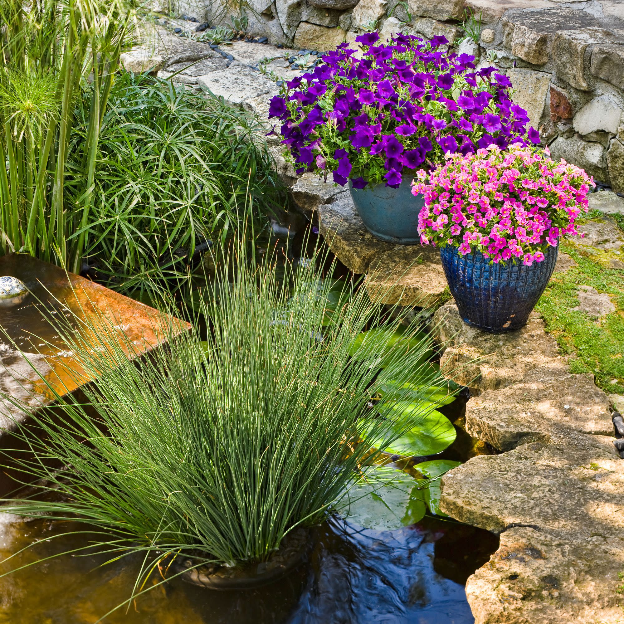 Calibrachoa | Superbells® Pink | Proven Winners® Annuals – Proven
