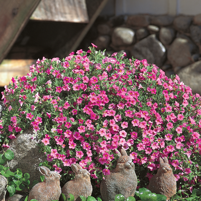 Superbells Pink Superbells Pink Calibrachoa in use.