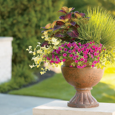 Superbells Pink Calibrachoa in use.