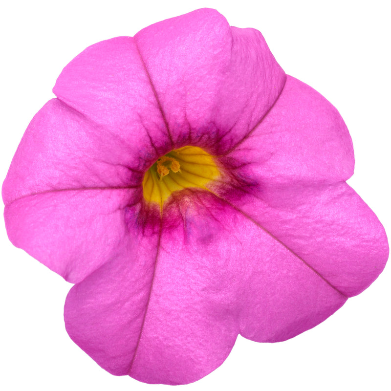 Superbells® Pink Calibrachoa (Calibrachoa hybrid)