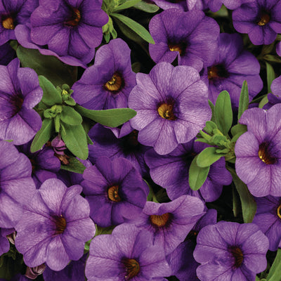 Superbells® Blue Calibrachoa (Calibrachoa hybrid)