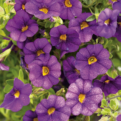 Superbells Blue Calibrachoa up close.