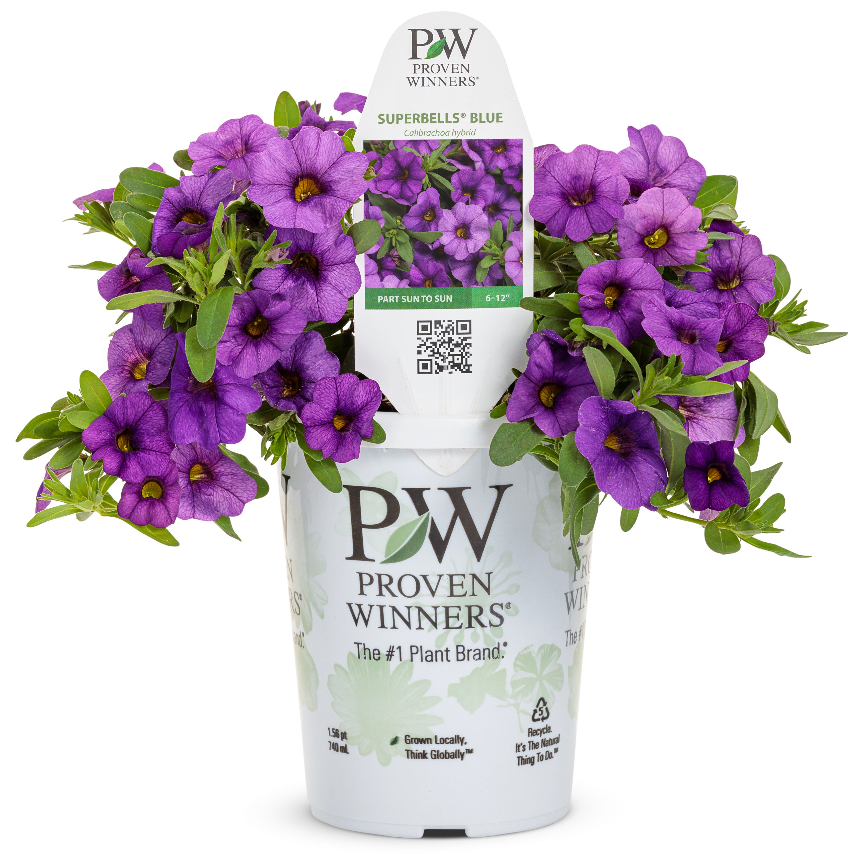 Calibrachoa | Superbells® Blue | Proven Winners® Annuals – Proven