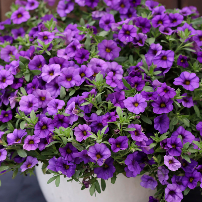 Superbells® Blue Calibrachoa (Calibrachoa hybrid)