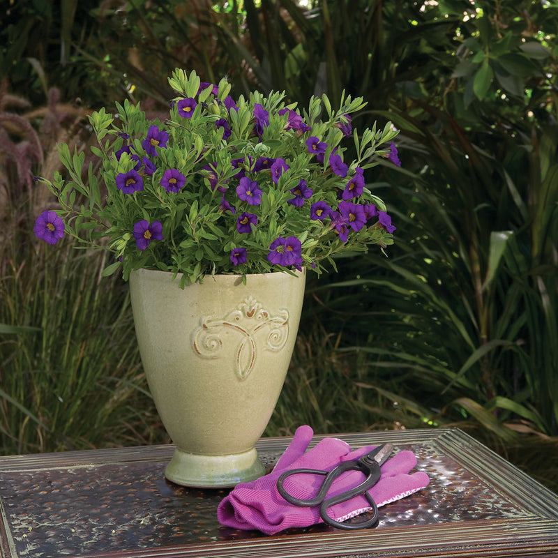 Superbells Blue Calibrachoa in use.