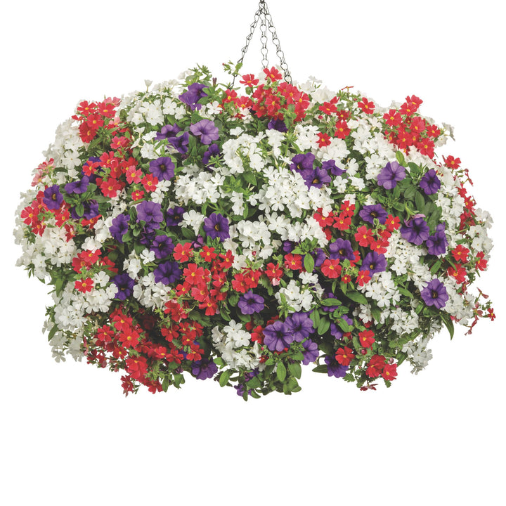 Superbells® Blue Calibrachoa