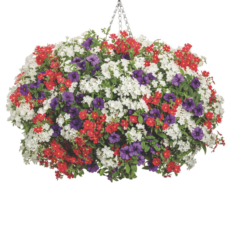 Superbells® Blue Calibrachoa