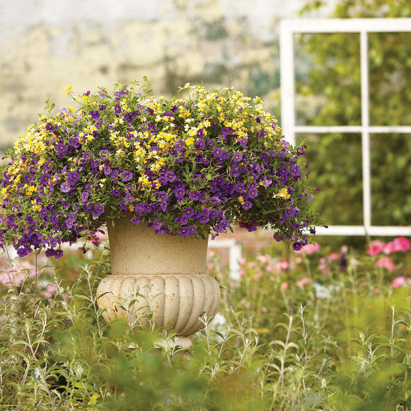 Superbells Blue Calibrachoa in use.