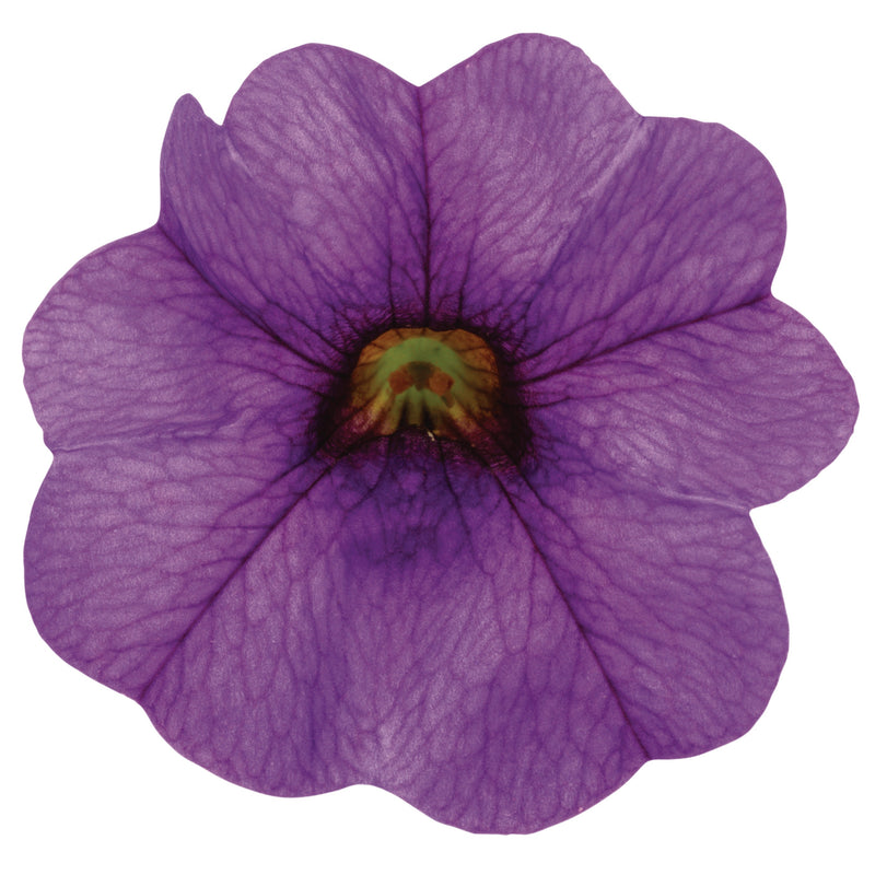 Superbells® Blue Calibrachoa (Calibrachoa hybrid)