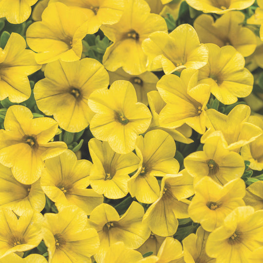 Superbells® Yellow Calibrachoa