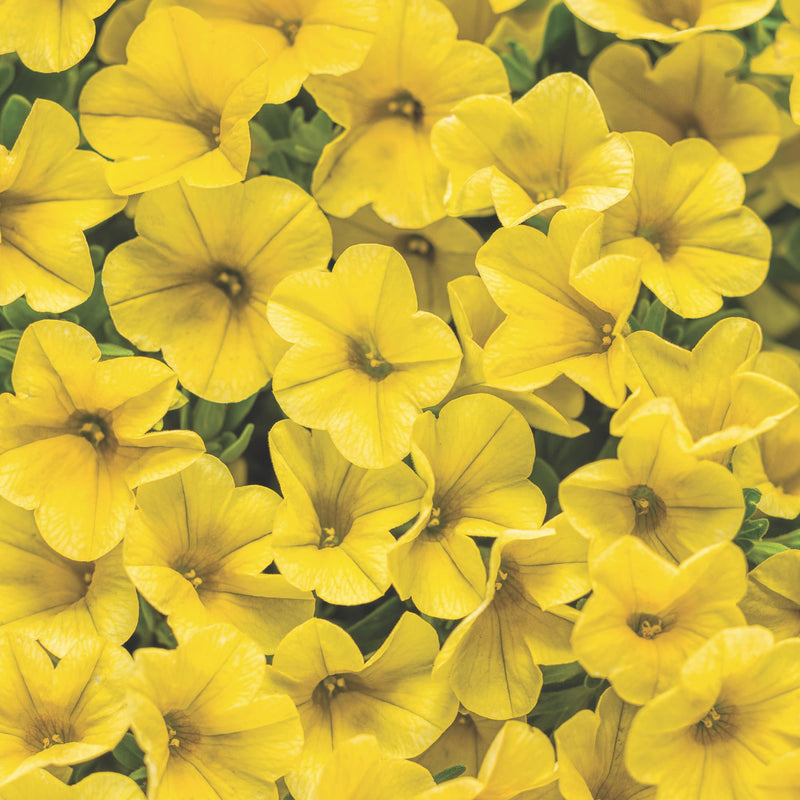 Superbells® Yellow Calibrachoa