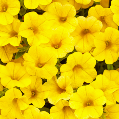 Superbells Yellow Calibrachoa up close.