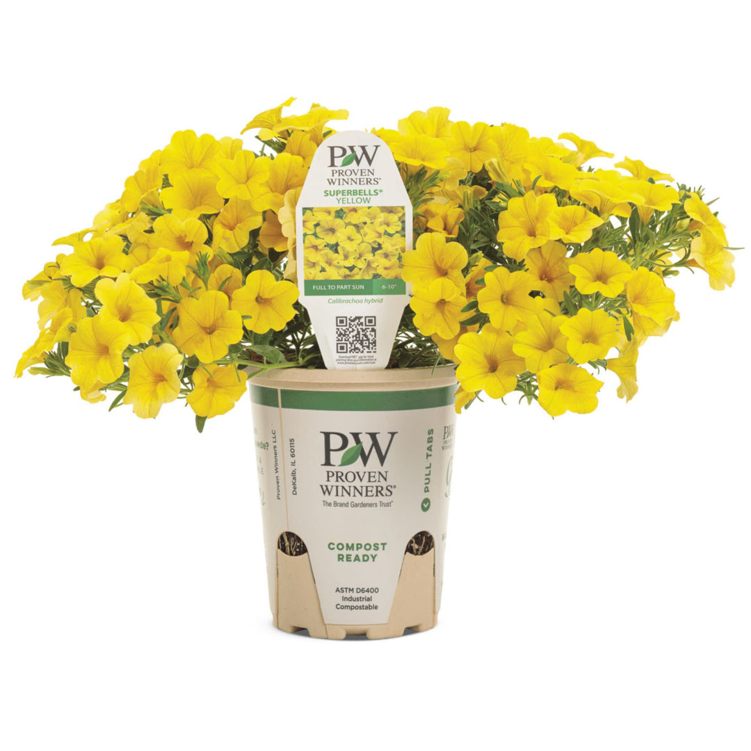 Calibrachoa | Superbells® Yellow | Proven Winners® Annuals