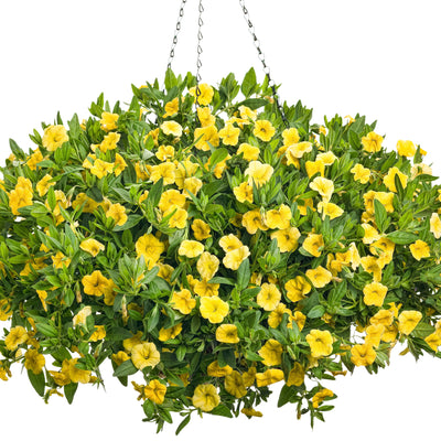 Superbells Yellow Calibrachoa in container.