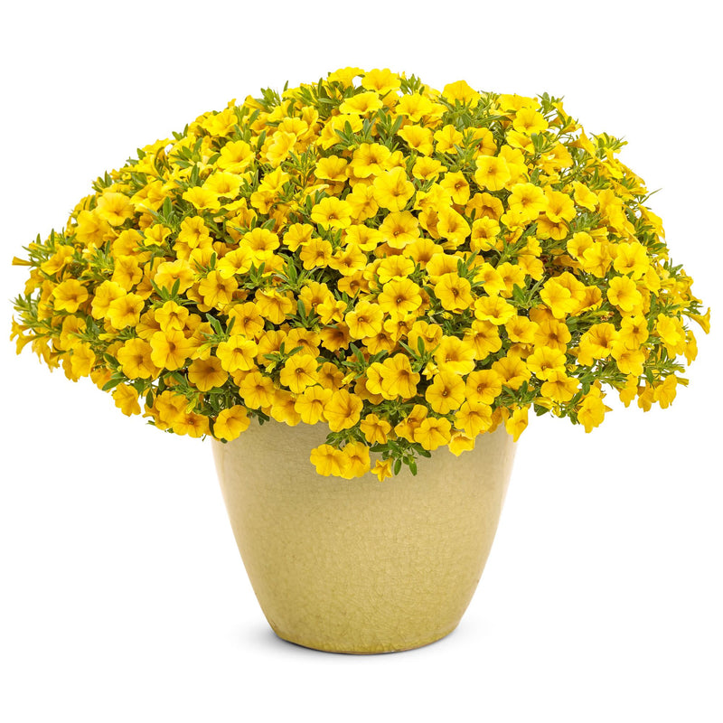 Superbells® Yellow Calibrachoa