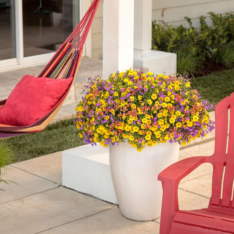 Superbells® Yellow Calibrachoa