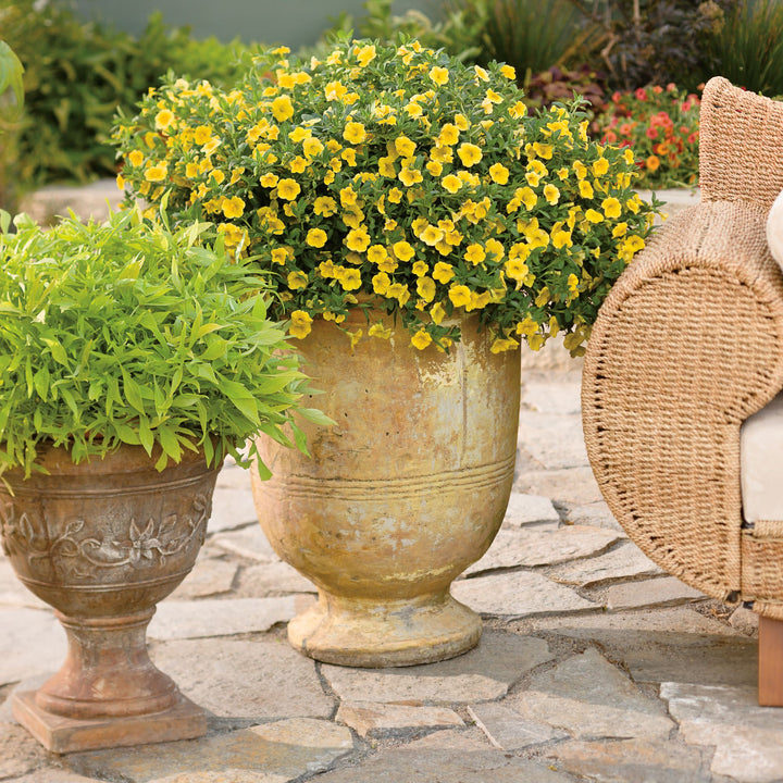 yellow flowering plants for pots Calibrachoa | Superbells® Yellow