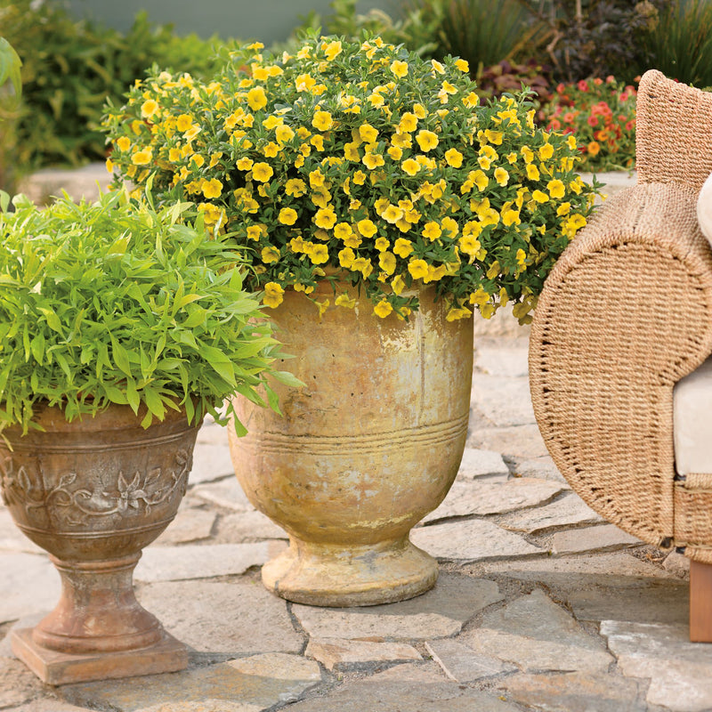 Superbells® Yellow Calibrachoa