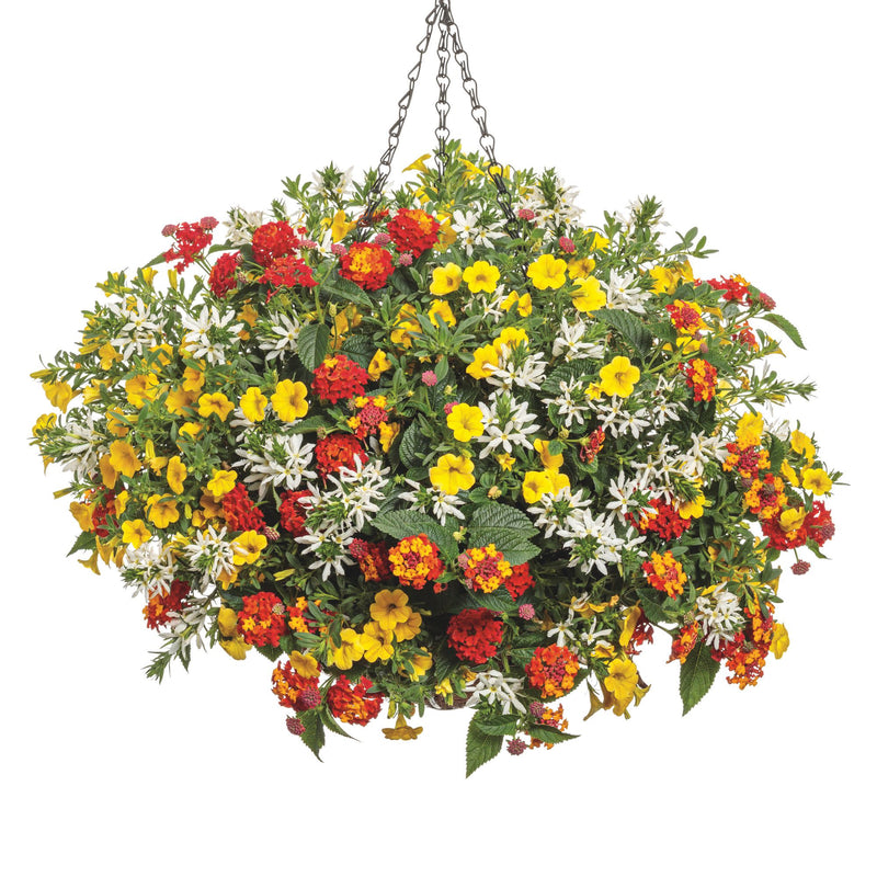 Superbells® Yellow Calibrachoa