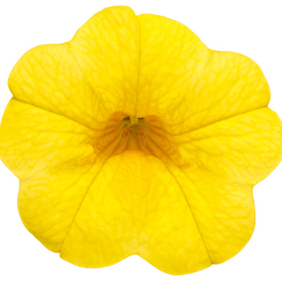 Superbells® Yellow Calibrachoa (Calibrachoa hybrid)