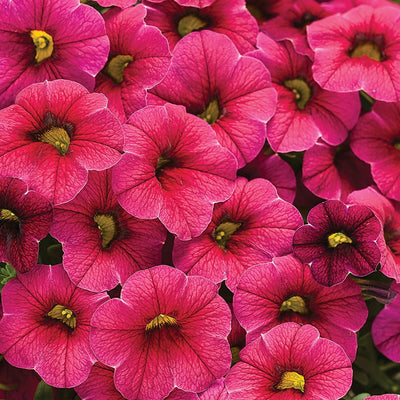 Superbells Cherry Red Calibrachoa up close.