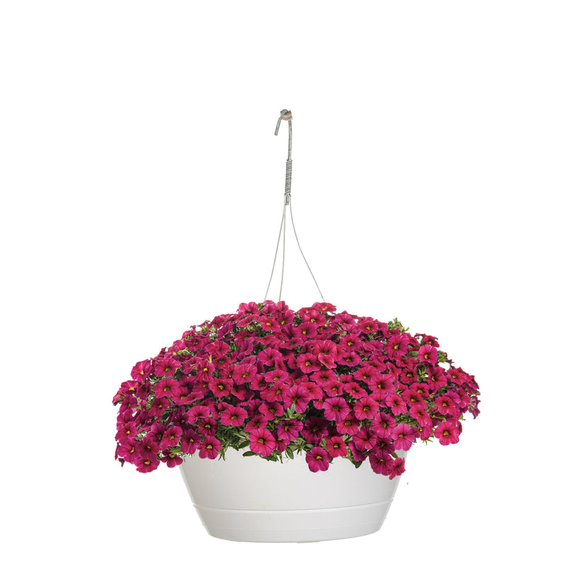 Superbells Cherry Red Calibrachoa in container.