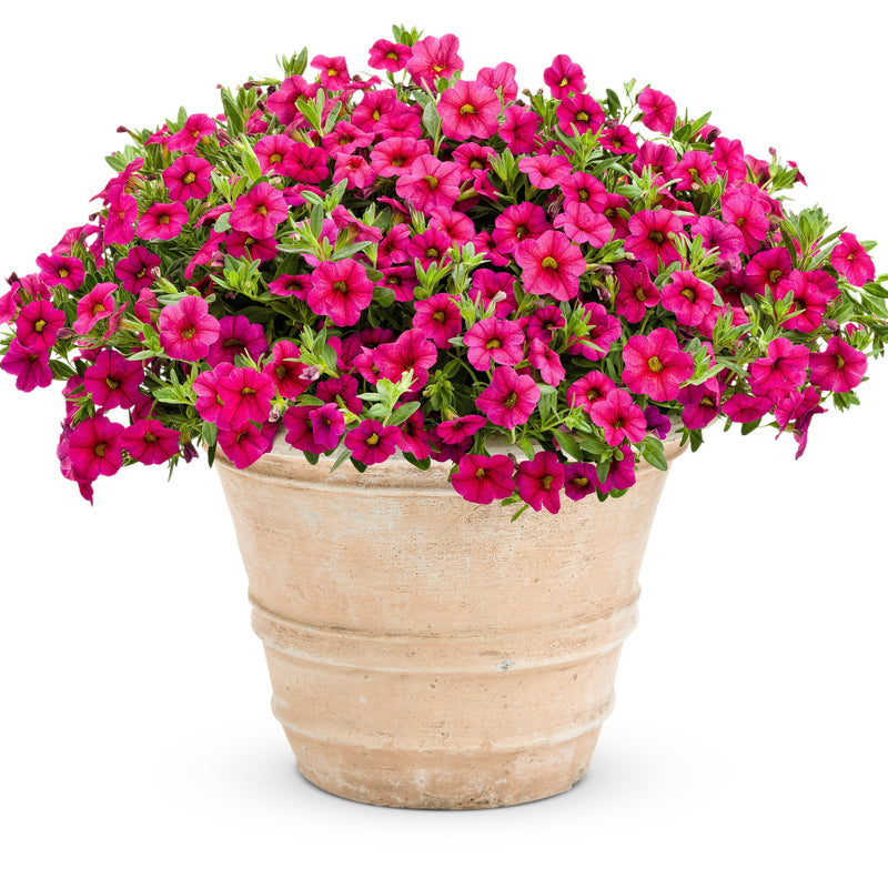 Superbells Cherry Red Calibrachoa in use.