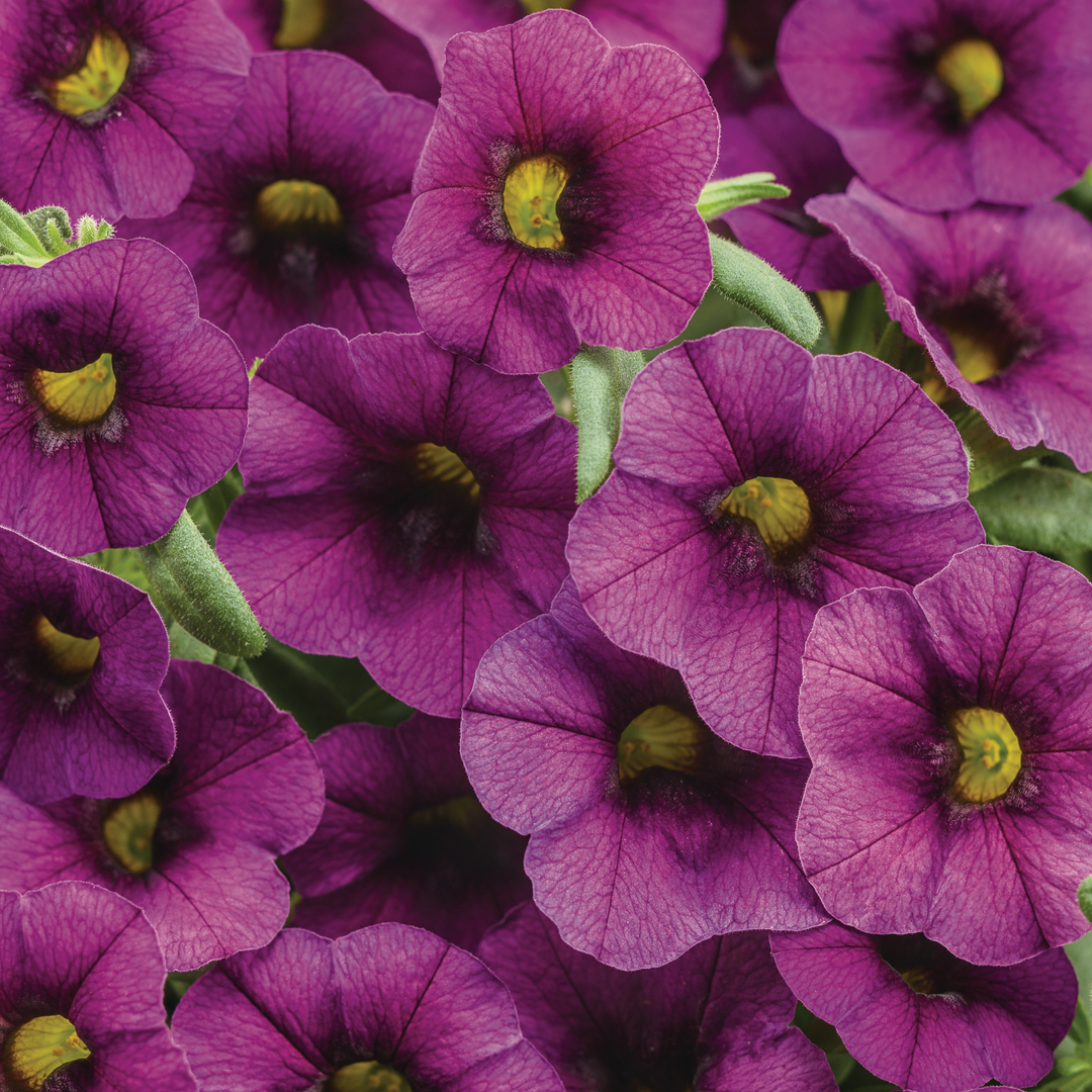Superbells® Plum II Calibrachoa (Calibrachoa)