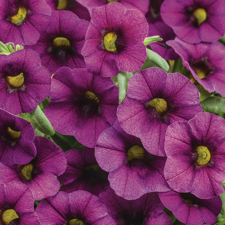 Superbells® Plum II Calibrachoa (Calibrachoa)
