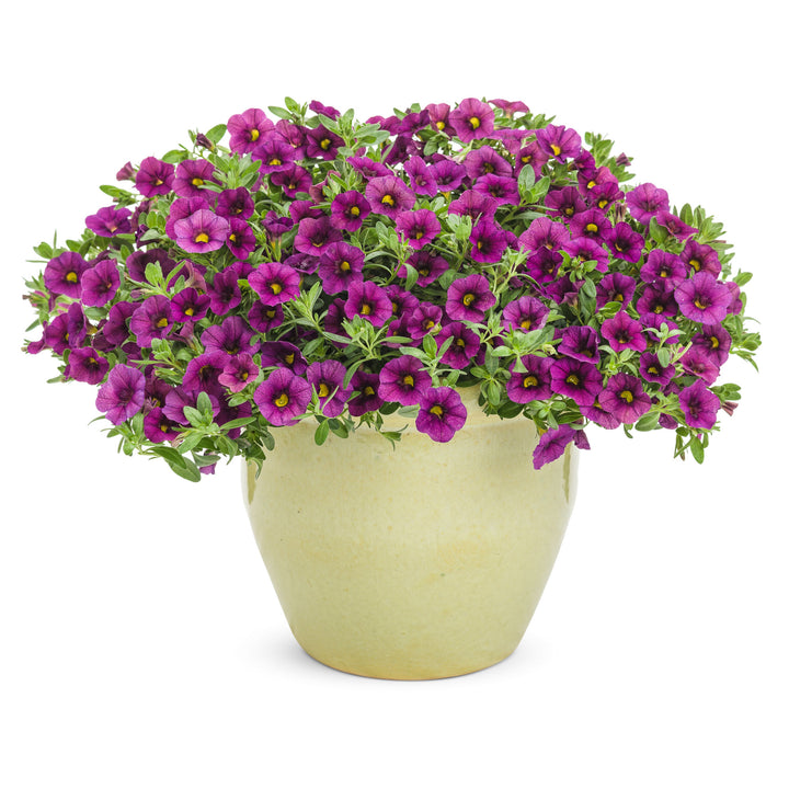 Superbells® Plum II Calibrachoa (Calibrachoa)