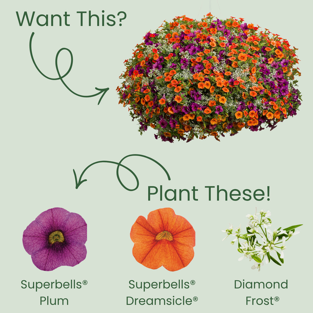 Superbells® Plum II Calibrachoa (Calibrachoa)