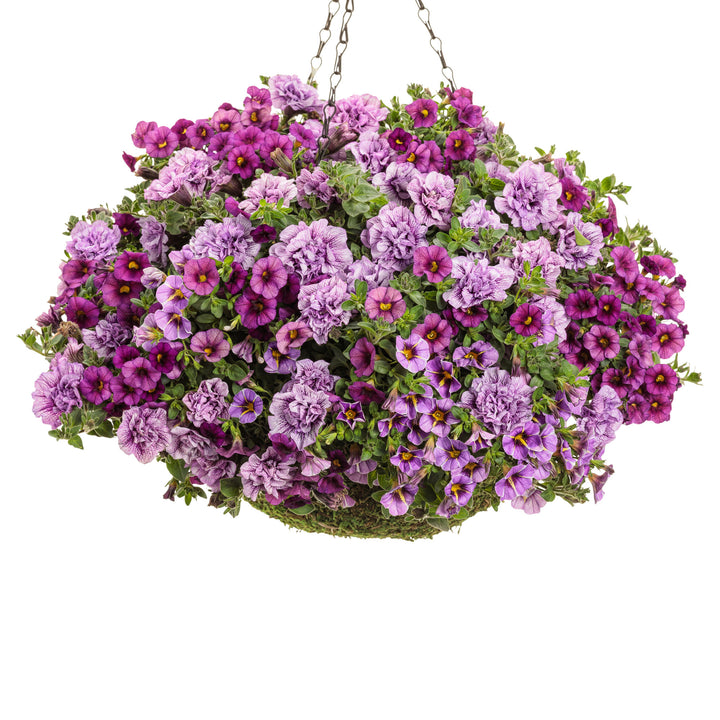 Superbells® Plum II Calibrachoa (Calibrachoa)