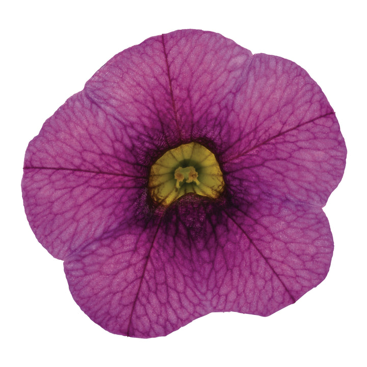 Superbells® Plum II Calibrachoa (Calibrachoa)