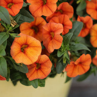 Superbells Dreamsicle Calibrachoa up close.