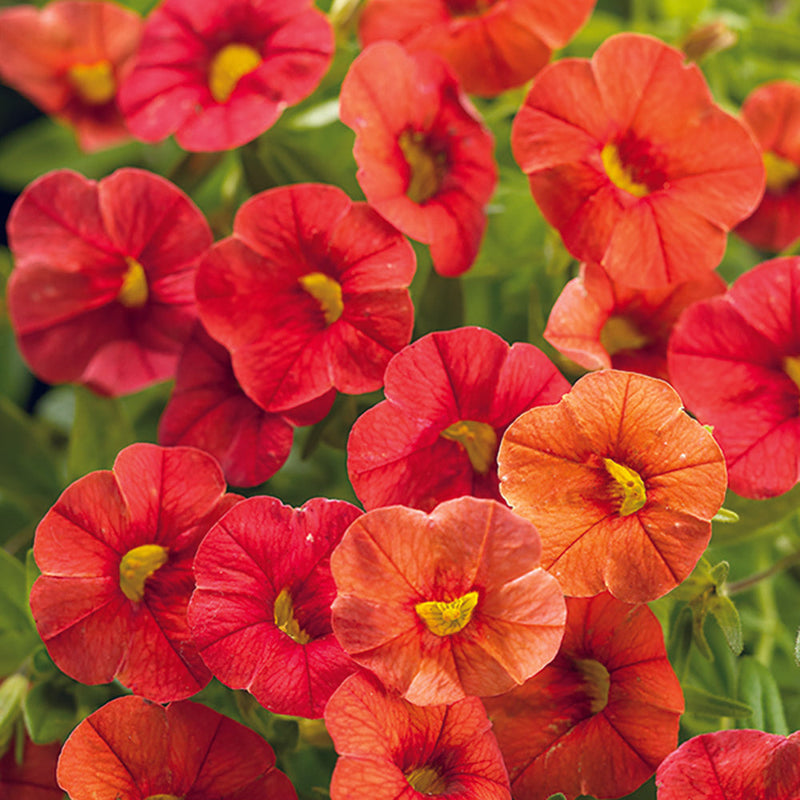 Superbells Dreamsicle Calibrachoa up close.