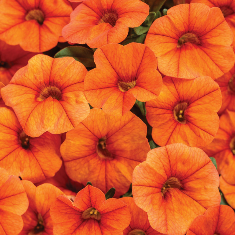 Superbells Dreamsicle Superbells Dreamsicle Calibrachoa up close.