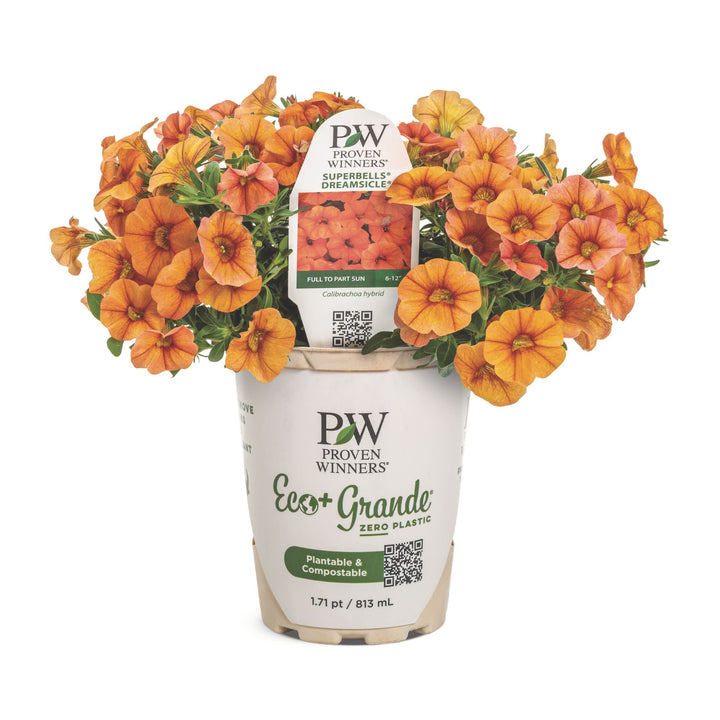 Calibrachoa | Superbells® Dreamsicle® | Proven Winners® Annuals