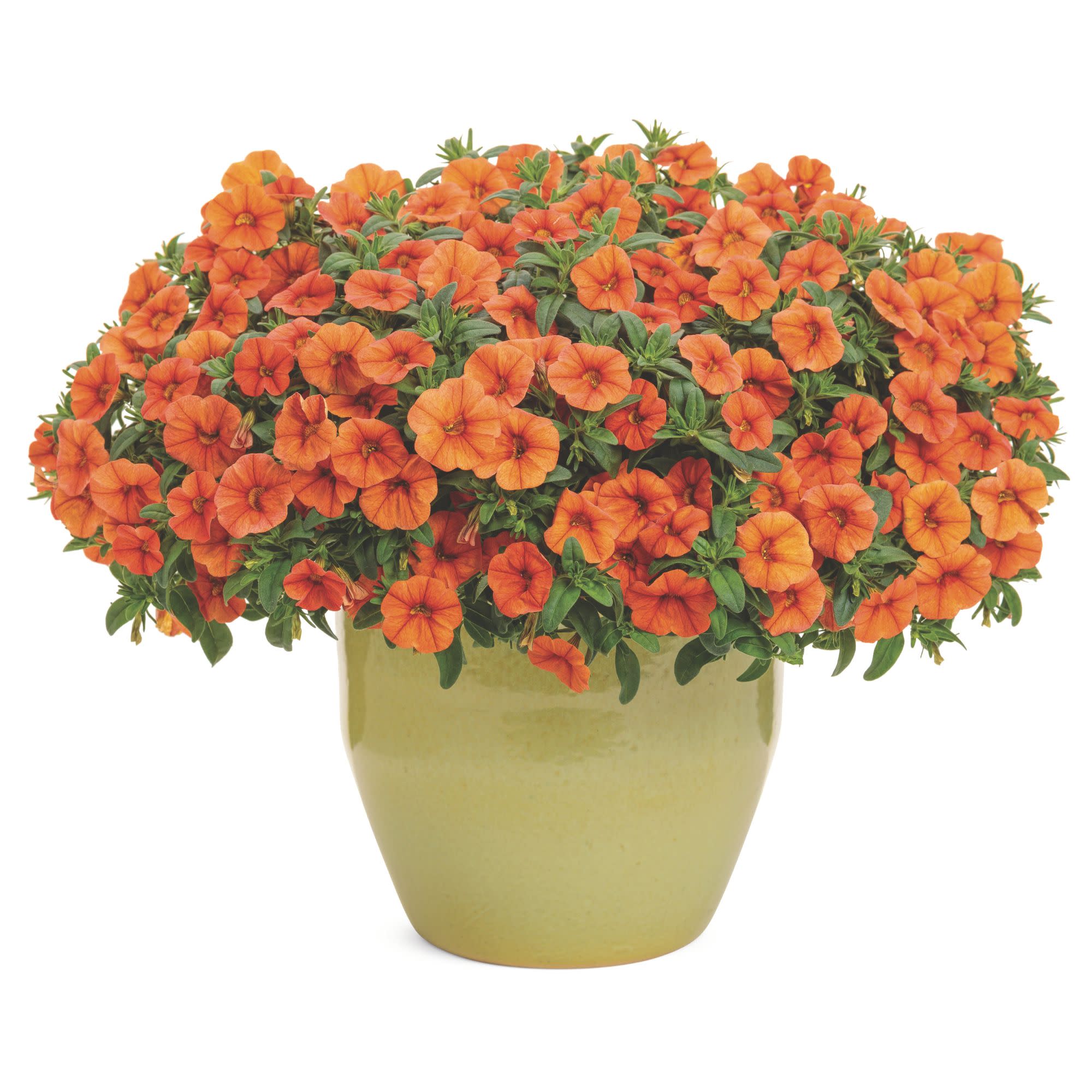Calibrachoa | Superbells® Dreamsicle® | Proven Winners® Annuals