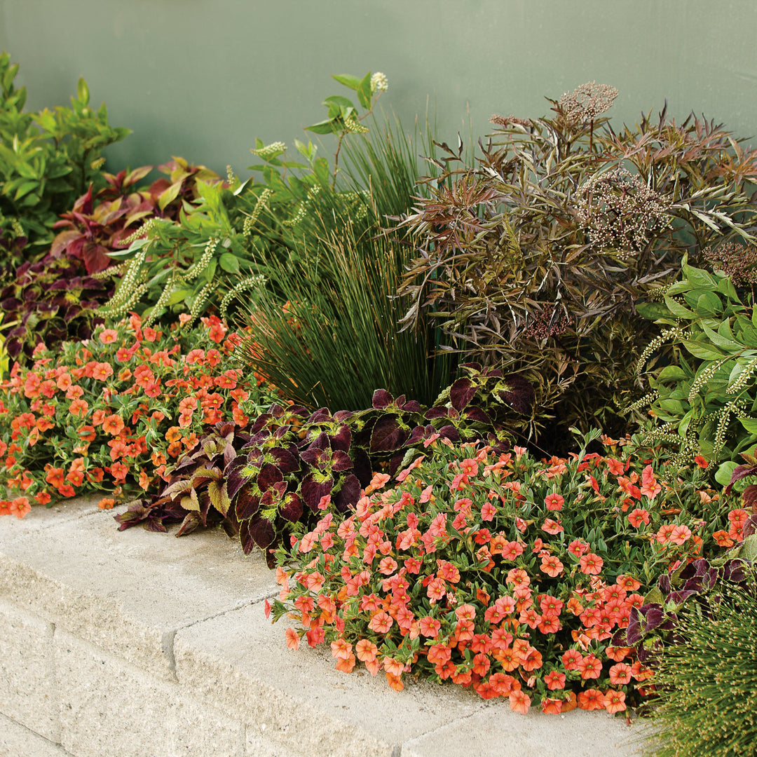 Calibrachoa | Superbells® Dreamsicle® | Proven Winners® Annuals